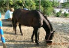 Picture of Hungarian Horse